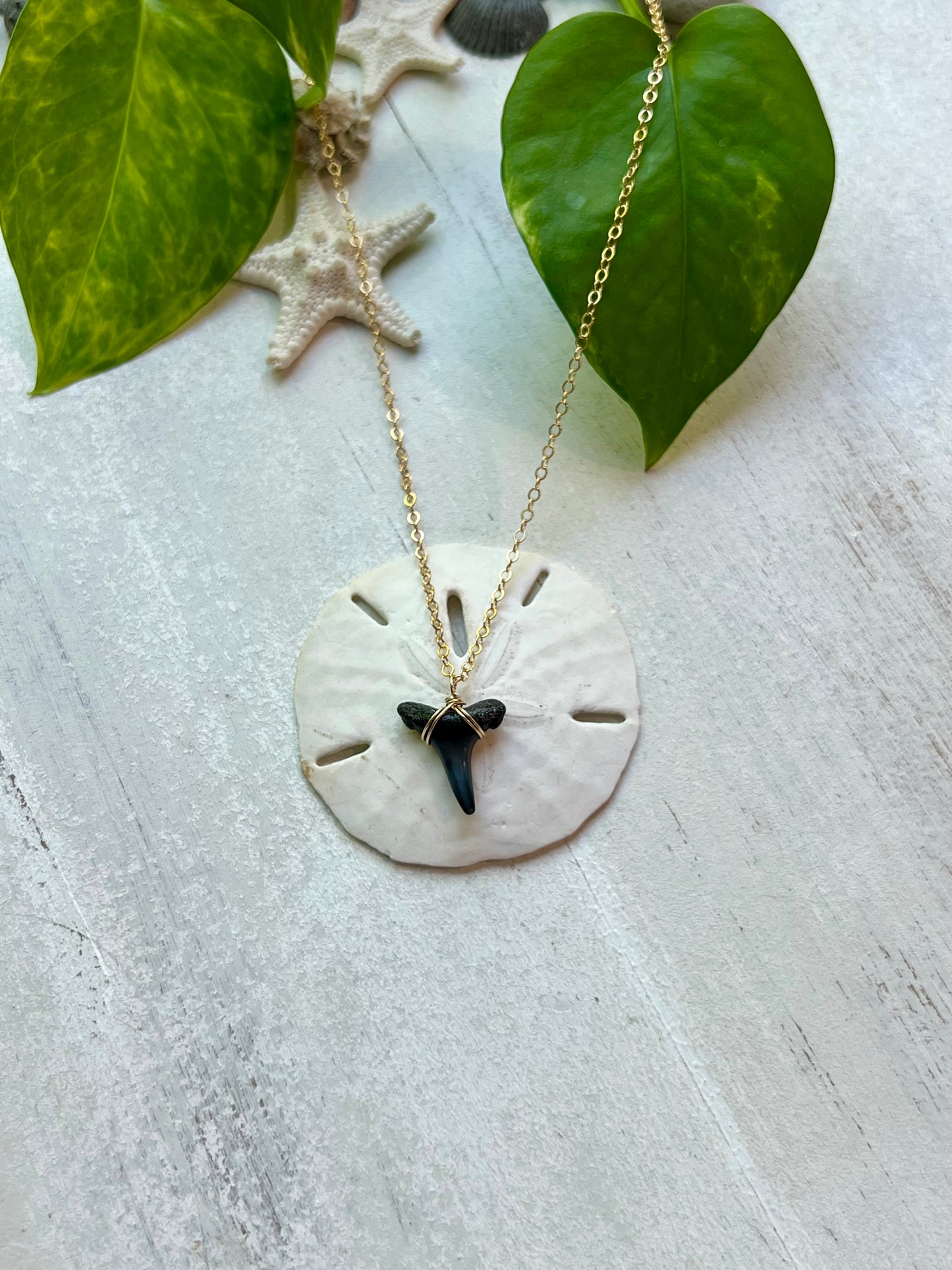 Fossilized shark tooth necklace