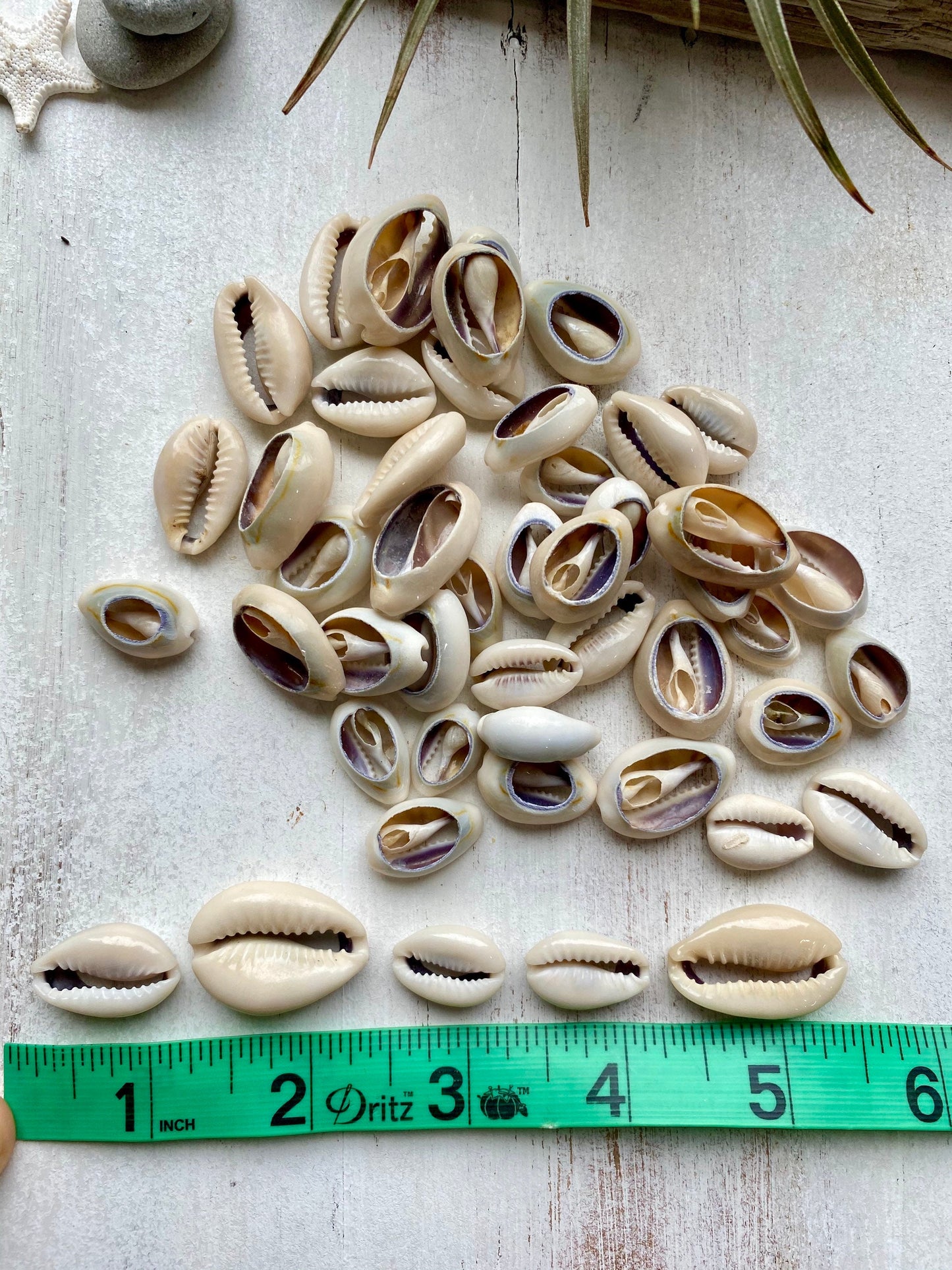 Natural cowrie shell necklace