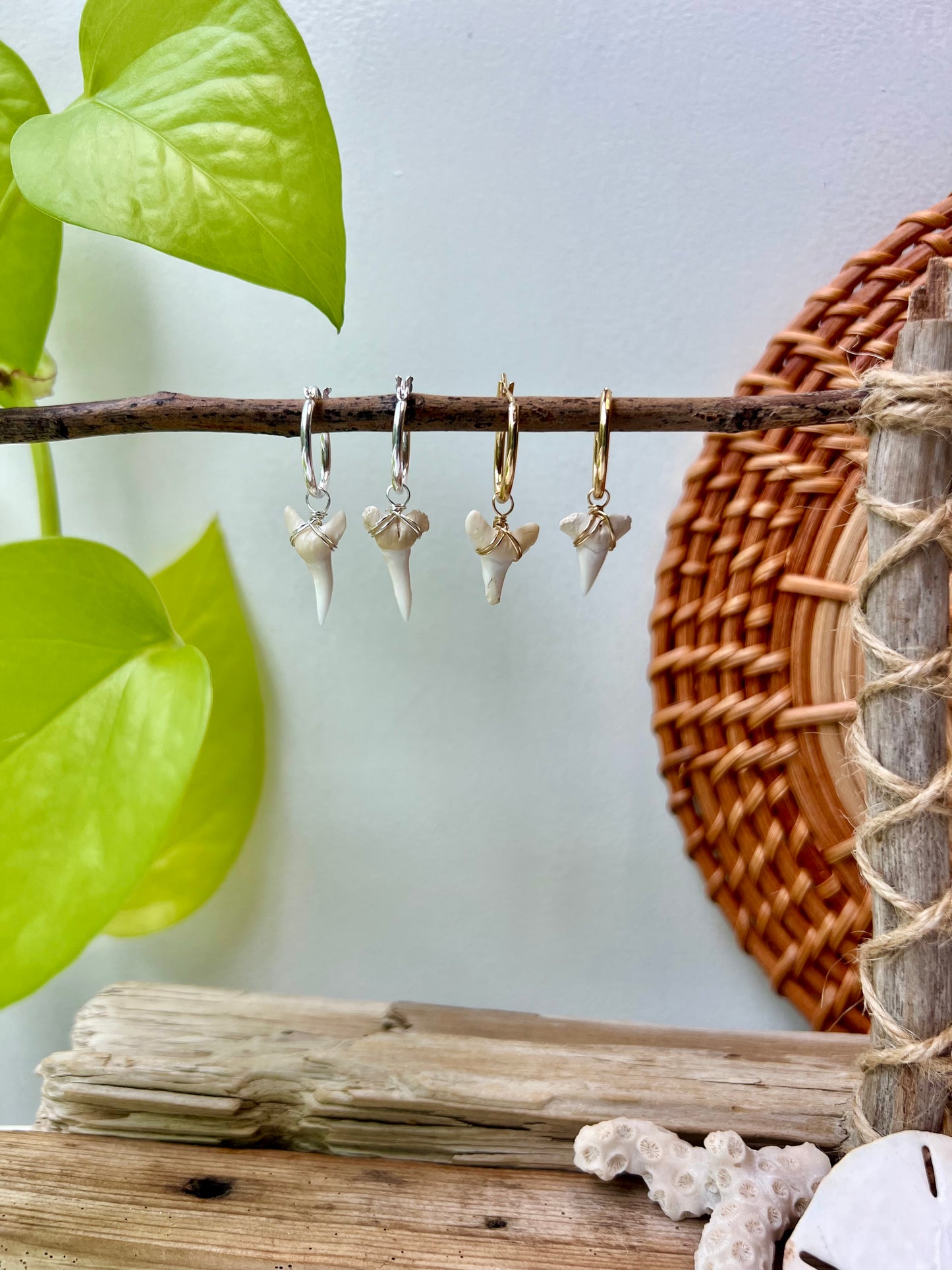 Shark Tooth or Cowrie Shell Huggie Hoop Earrings