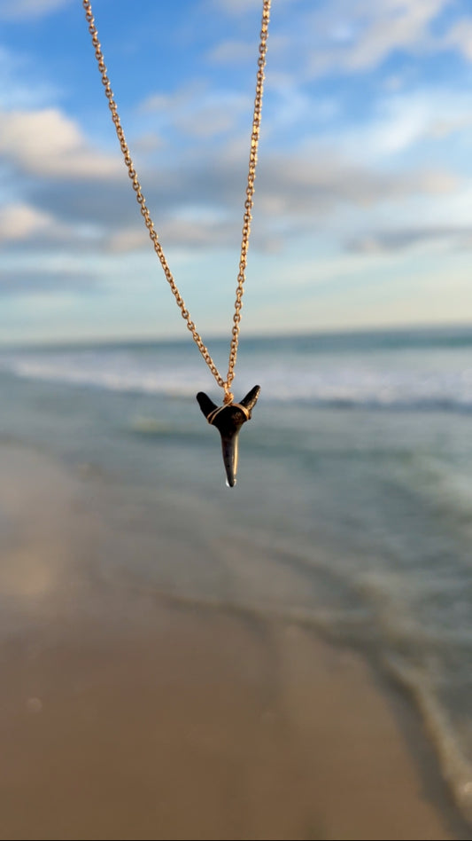 Fossilized shark tooth necklace