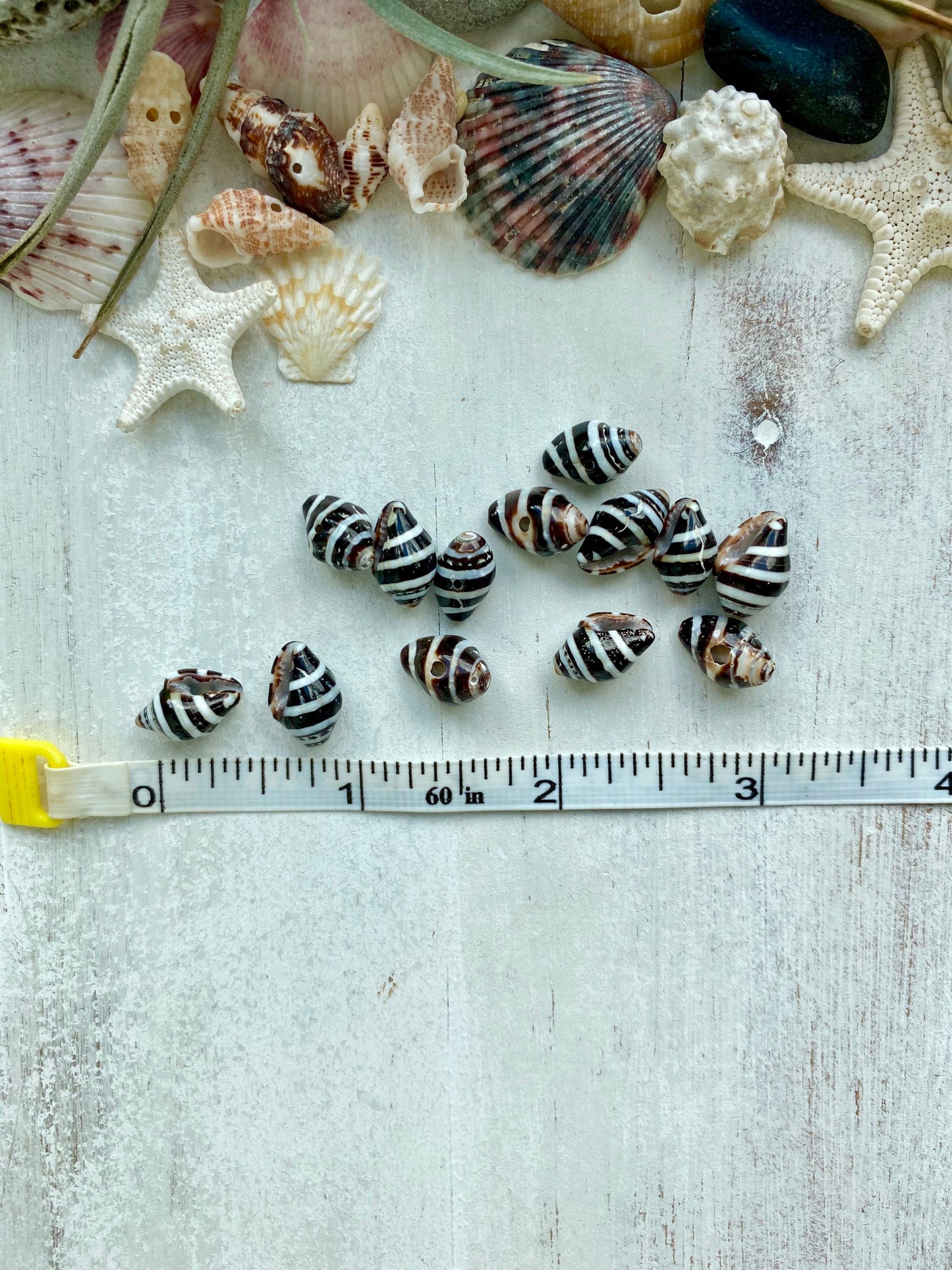 Zebra shell necklace